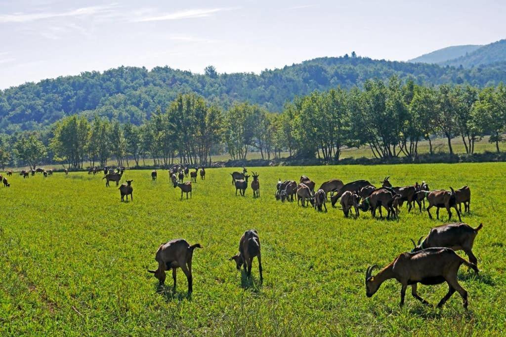 Villa La Lurette Saint-Étienne-les-Orgues Esterno foto